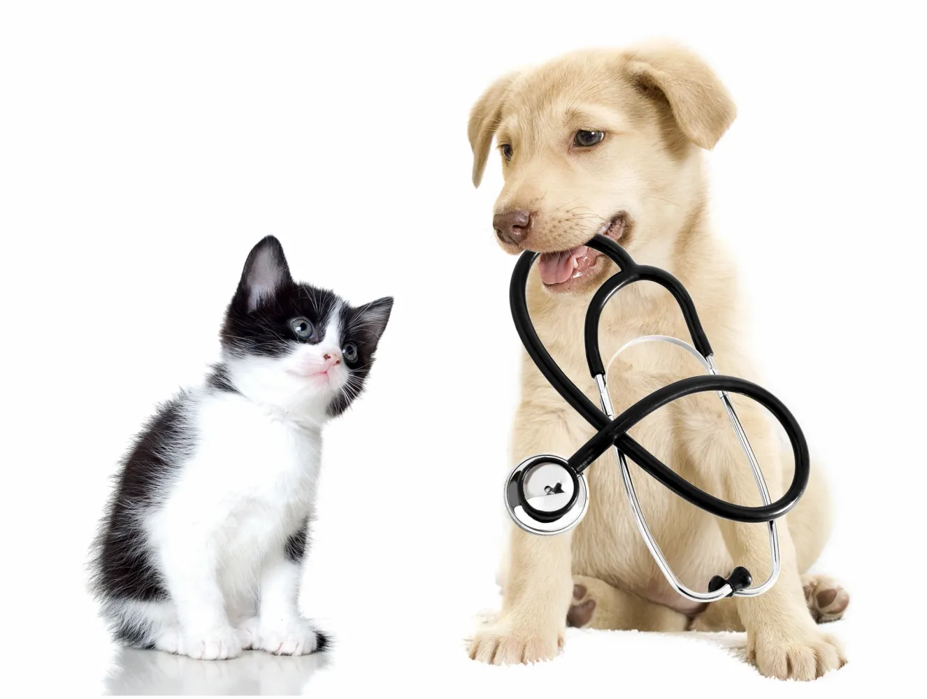 Dr. [Ime Prezime], doktor veterinarske medicine i vlasnik stanice Animal Med Čelić